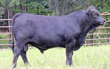 Lot 19 - 468B OUTRIGHT 618D